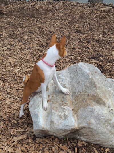 Pleasantville Dog Park - Pleasantville, NY