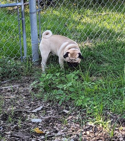 Pleasantville Dog Park - Pleasantville, NY