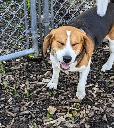 Pleasantville Dog Park - Pleasantville, NY