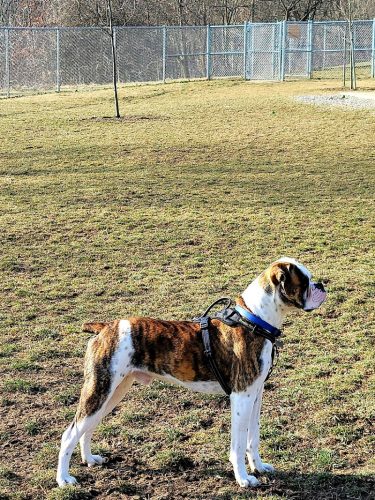 Boyce Park Dog Park 1
