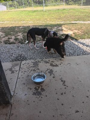 Boyce Park Dog Park 1