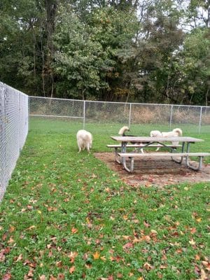 Boyce Park Dog Park 1