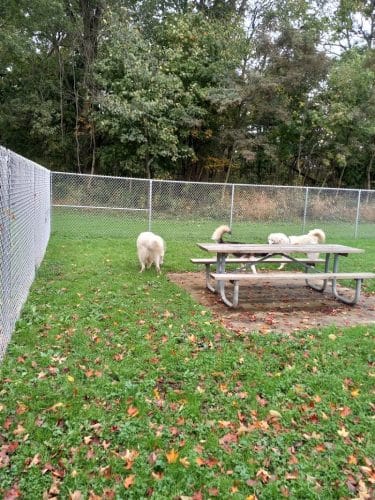 Boyce Park Dog Park 1