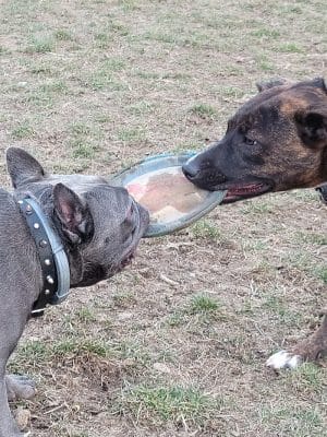 Boyce Park Dog Park 1