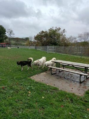 Boyce Park Dog Park 1