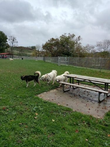 Boyce Park Dog Park 1