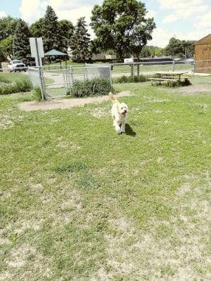 4 Paws Dog Park