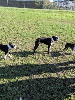 4 Paws Dog Park