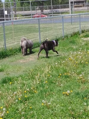 4 Paws Dog Park
