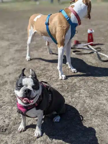 4 Paws Dog Park
