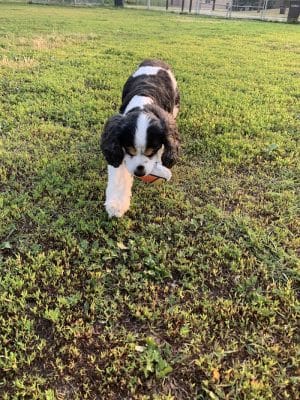 4 Paws Dog Park
