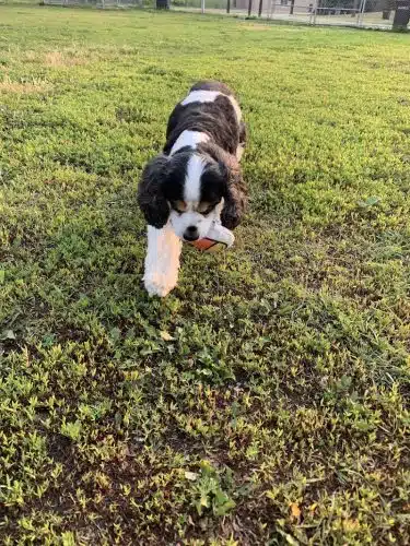 4 Paws Dog Park