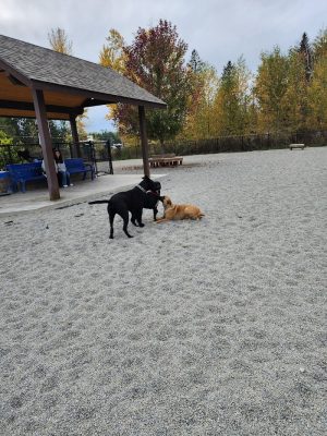 Ponderay Pet Safe Dog Park