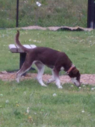 Downtown Dog Park - Poplar Bluff, MO