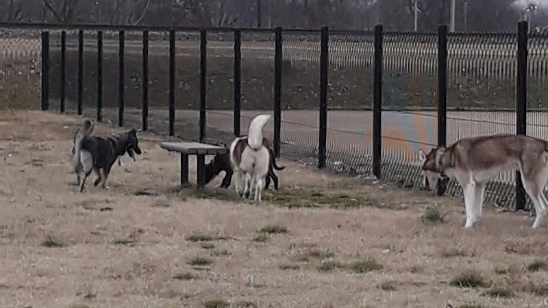 Downtown Dog Park - Poplar Bluff, MO