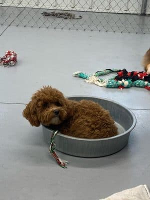 Happy Pawz Playground - Port Byron, IL