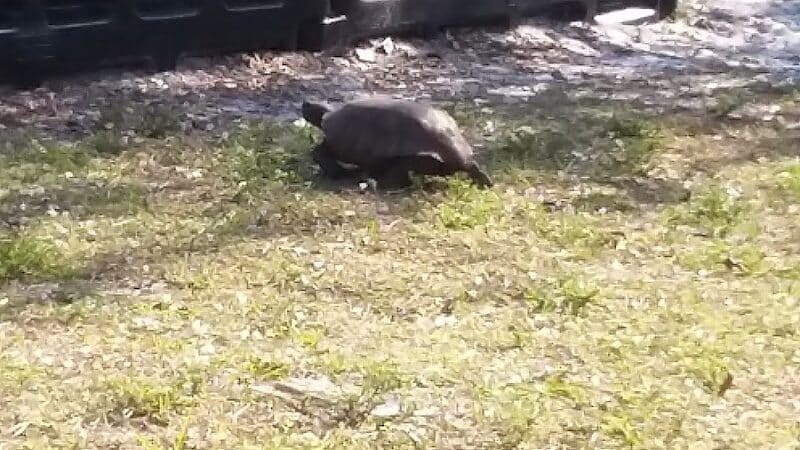 Fred Cook Park - Port St. Lucie, FL