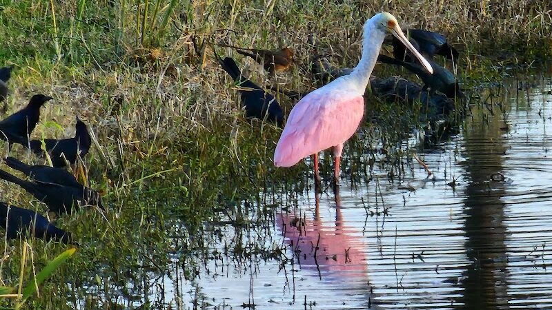 Sandhill Crane Park - Port St. Lucie, FL