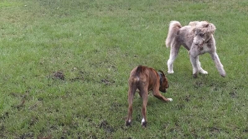 Tradition Dog Park (private) - Port St. Lucie, FL