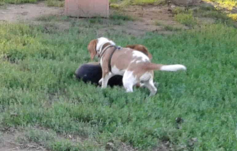 J Tracy Hermann Memorial Dog Park - Poughkeepsie, NY