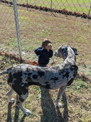 J Tracy Hermann Memorial Dog Park - Poughkeepsie, NY