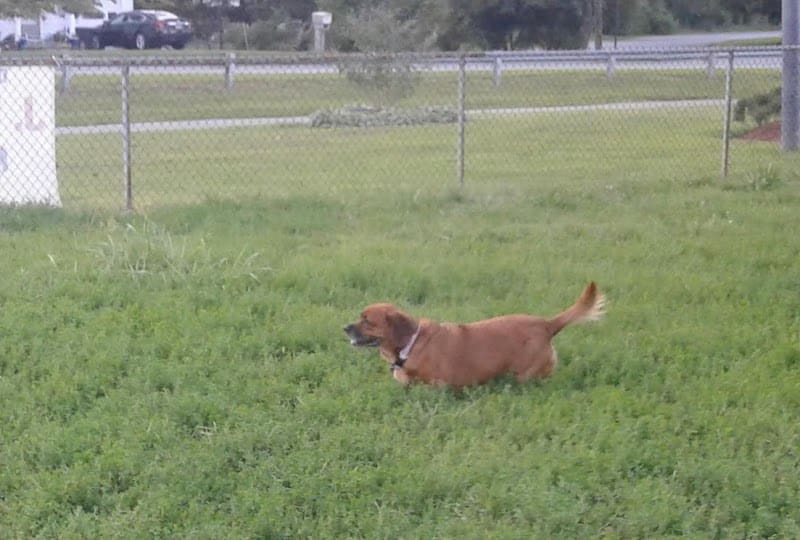 J Tracy Hermann Memorial Dog Park - Poughkeepsie, NY