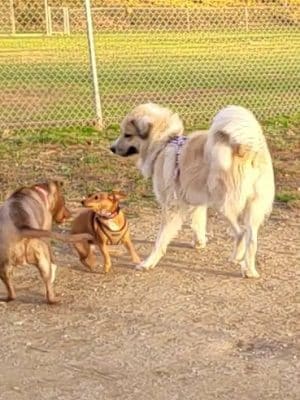 J Tracy Hermann Memorial Dog Park - Poughkeepsie, NY