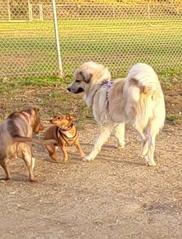 J Tracy Hermann Memorial Dog Park - Poughkeepsie, NY