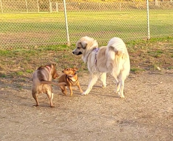 J Tracy Hermann Memorial Dog Park - Poughkeepsie, NY