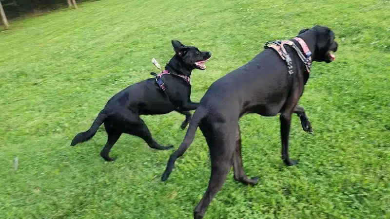 Prairie Grove Dog Park - Prairie Grove, AR