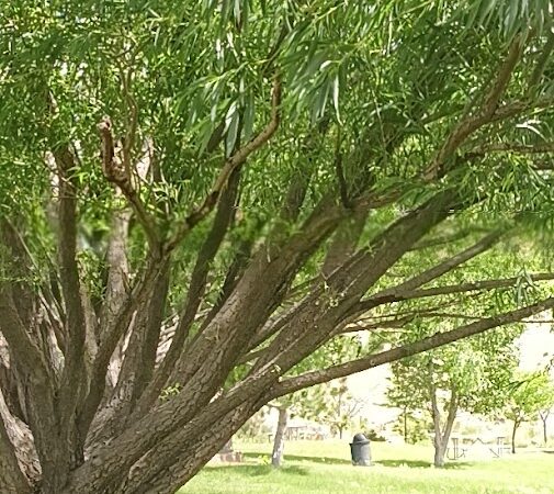 Covebasin Dog Park - Price, UT