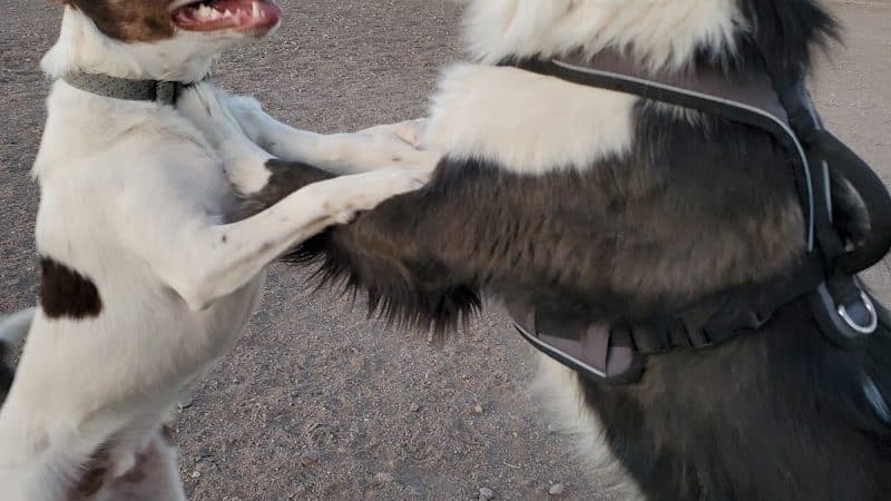 Waggin’ Tails Dog Park - Pueblo, CO