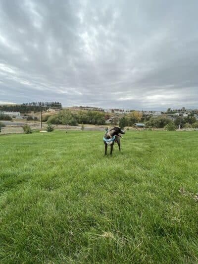 Pooch Park at Pullman - Pullman, WA