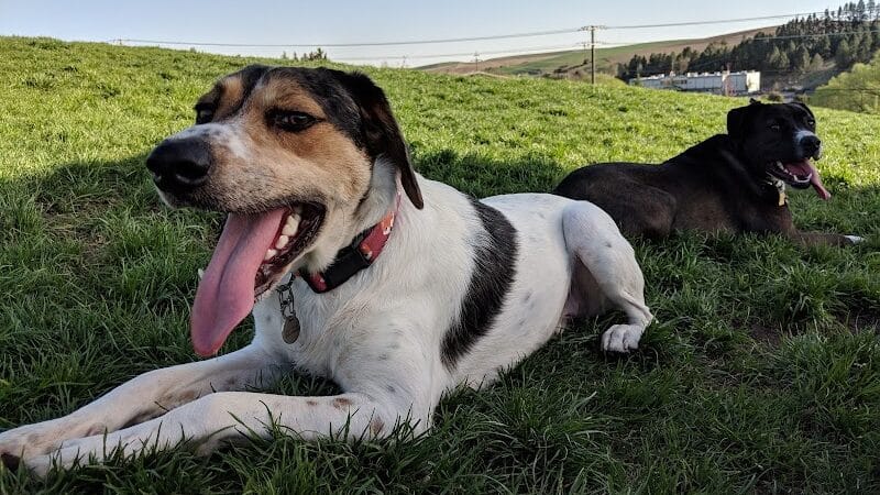 Pooch Park at Pullman - Pullman, WA
