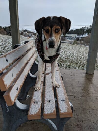 Pooch Park at Pullman - Pullman, WA
