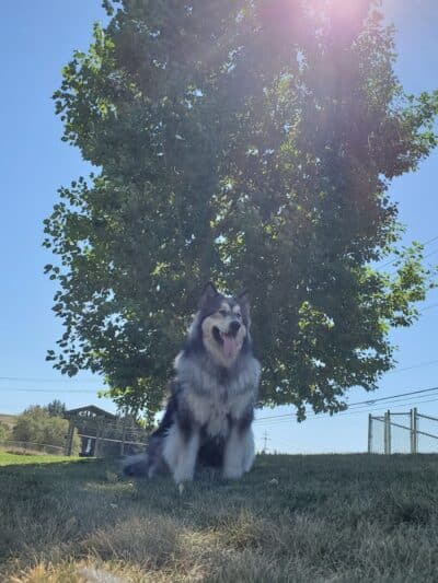 Pooch Park at Pullman - Pullman, WA