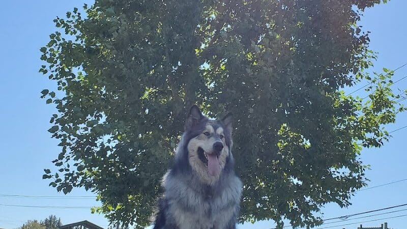Pooch Park at Pullman - Pullman, WA