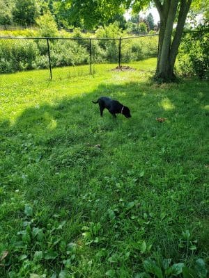 Putnam Lions Memorial Dog Park