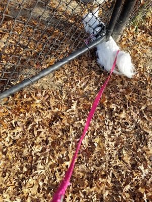 Putnam Lions Memorial Dog Park