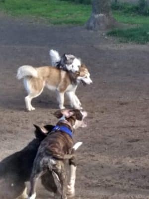 Putnam Lions Memorial Dog Park