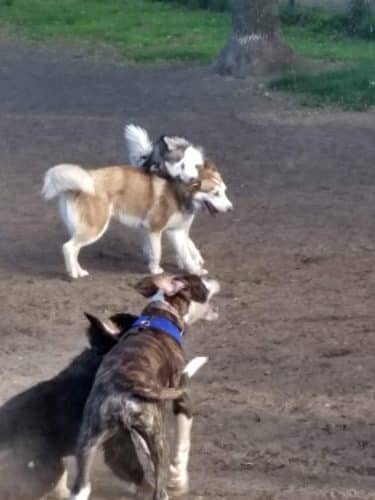 Putnam Lions Memorial Dog Park