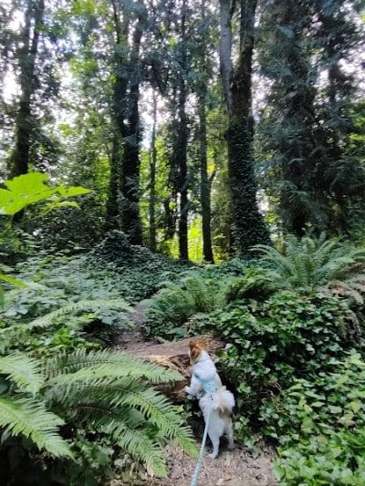 Clarks Creek Off-Leash Dog Park - Puyallup, WA