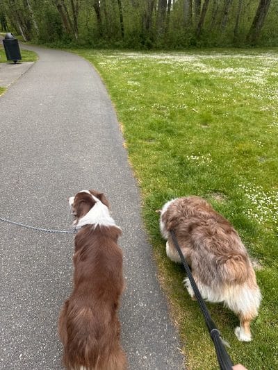 Clarks Creek Off-Leash Dog Park - Puyallup, WA