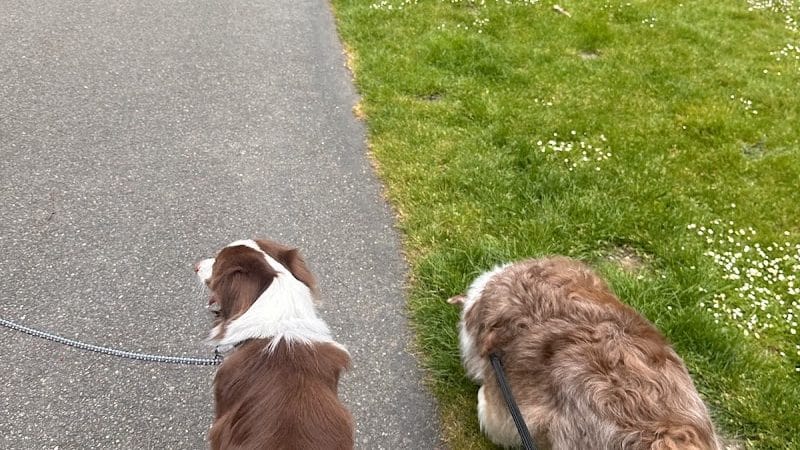 Clarks Creek Off-Leash Dog Park - Puyallup, WA
