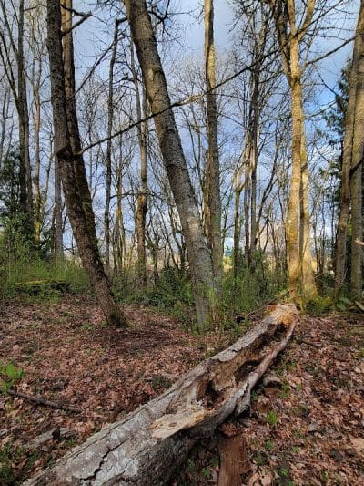 Clarks Creek Off-Leash Dog Park - Puyallup, WA