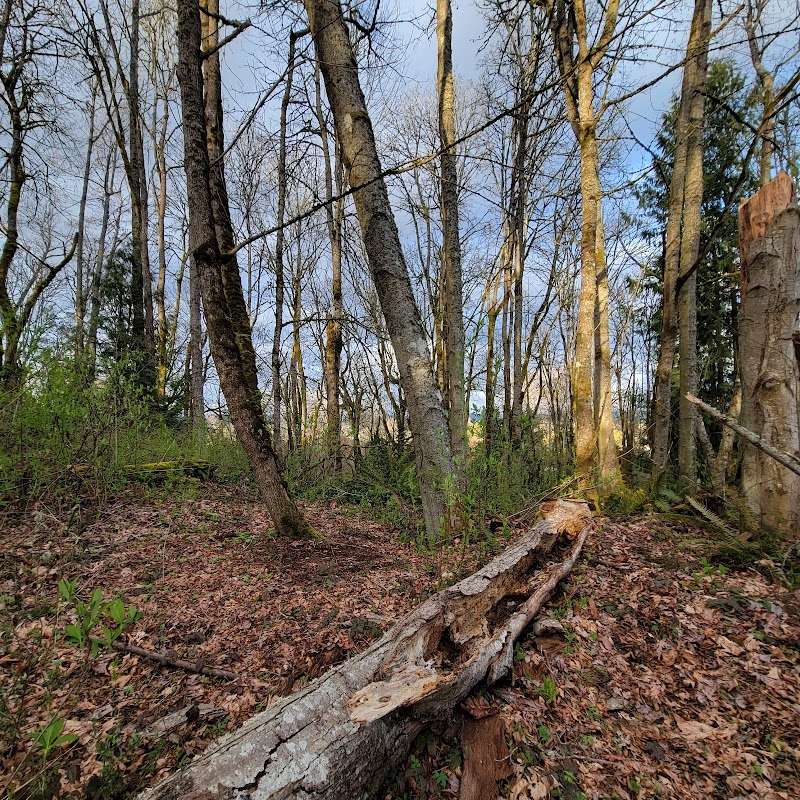 Clarks Creek Off-Leash Dog Park - Puyallup, WA