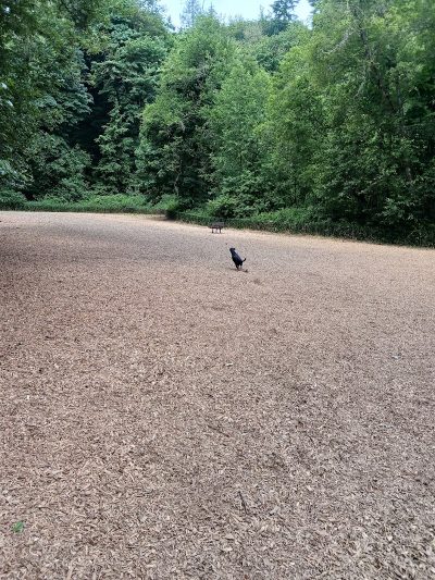Clarks Creek Off-Leash Dog Park - Puyallup, WA
