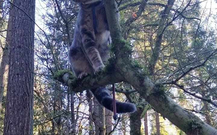 Clarks Creek Off-Leash Dog Park - Puyallup, WA