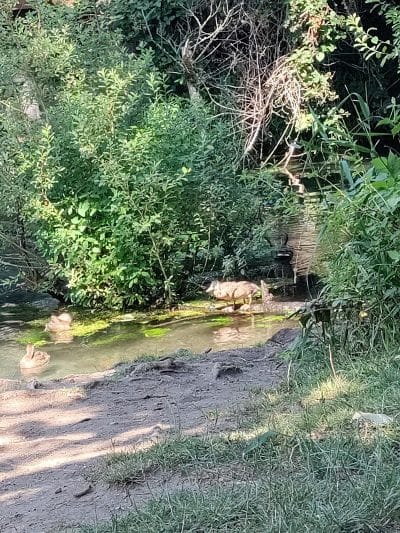 Clarks Creek Off-Leash Dog Park - Puyallup, WA