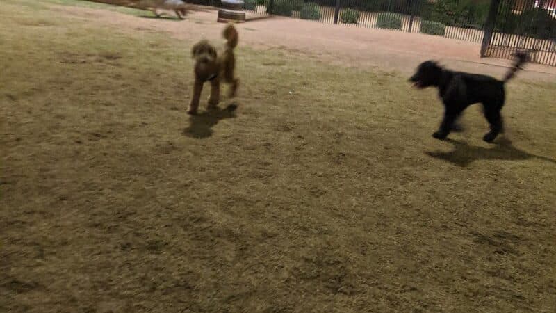 Pocket Park for Pups - Queen Creek, AZ